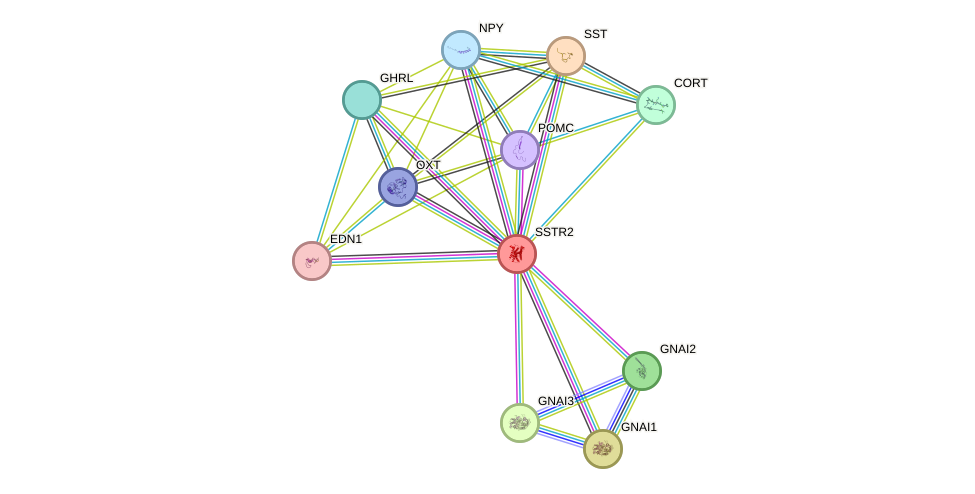 STRING protein interaction network