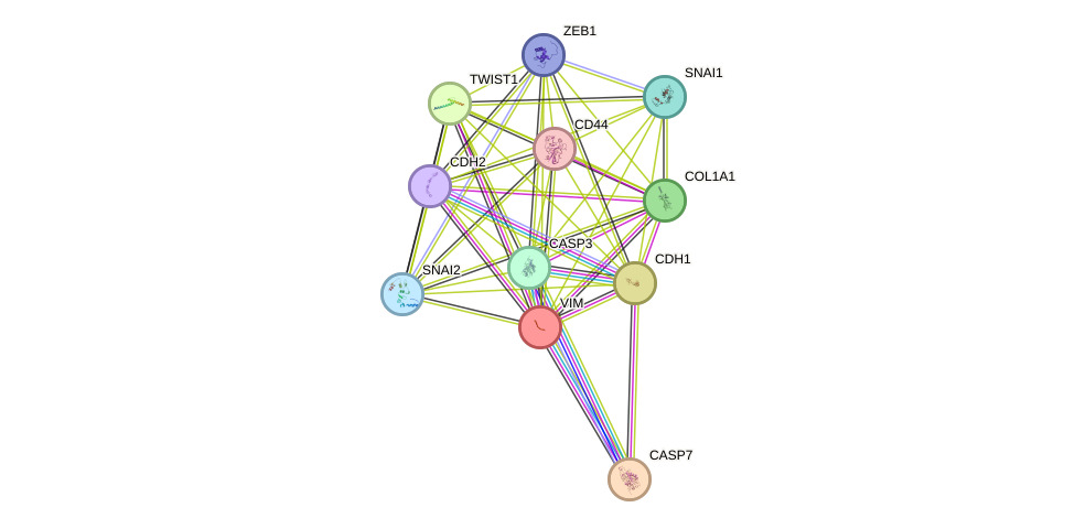 STRING protein interaction network