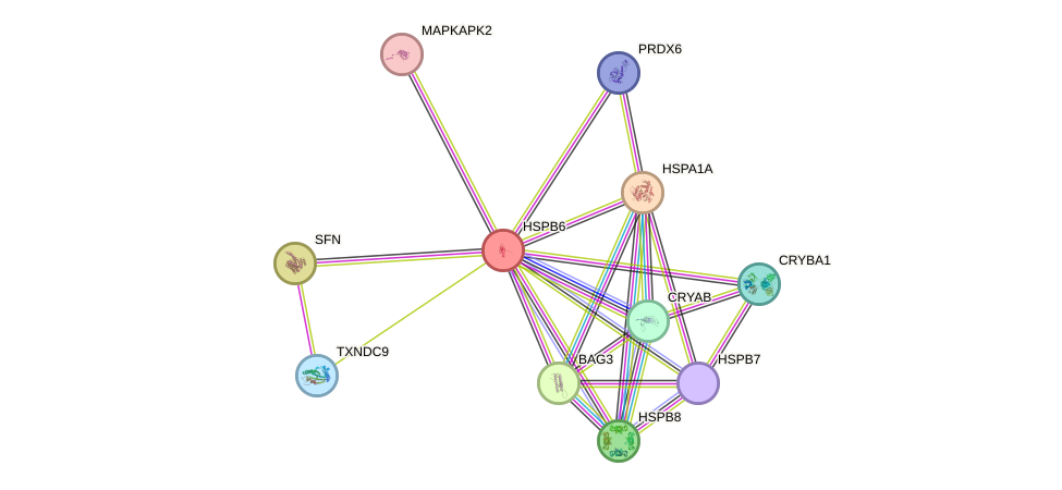 STRING protein interaction network