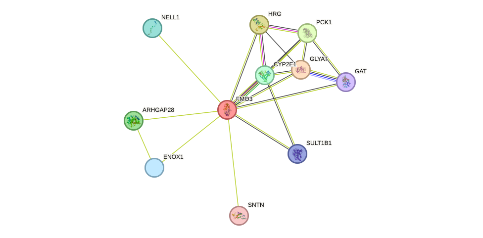 STRING protein interaction network