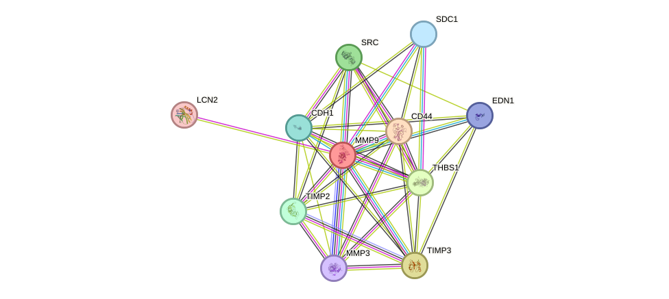 STRING protein interaction network