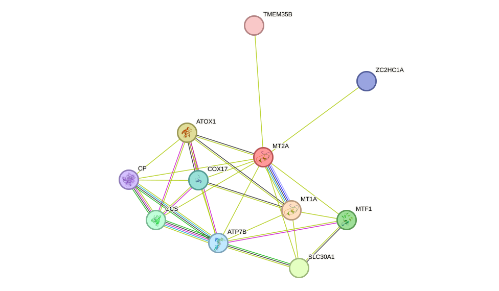 STRING protein interaction network