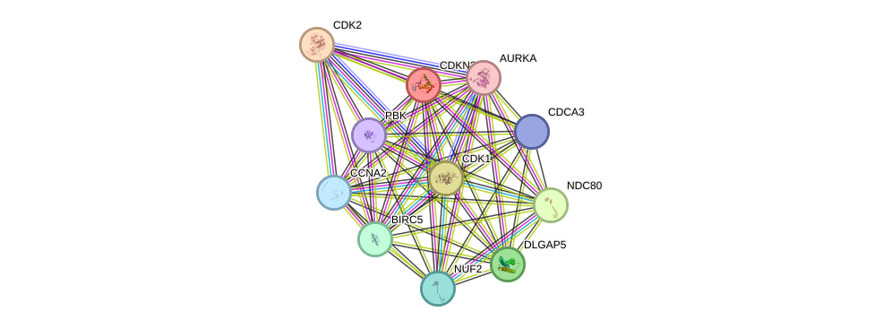 STRING protein interaction network