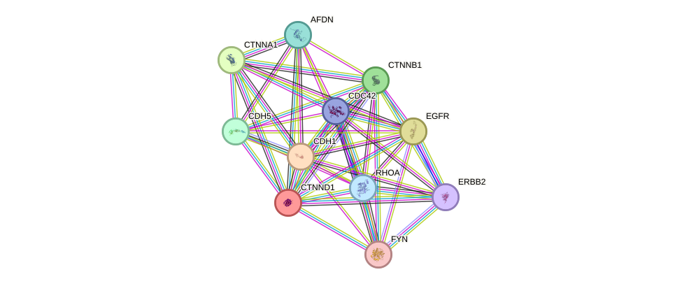 STRING protein interaction network