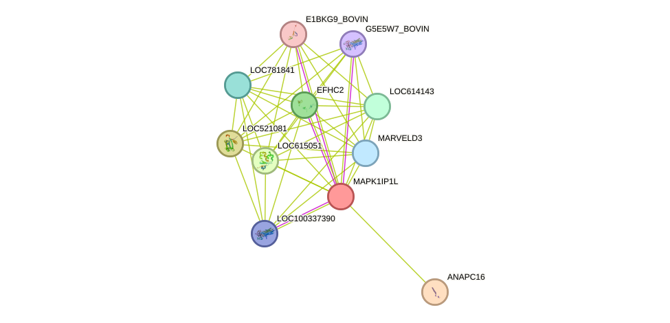 STRING protein interaction network