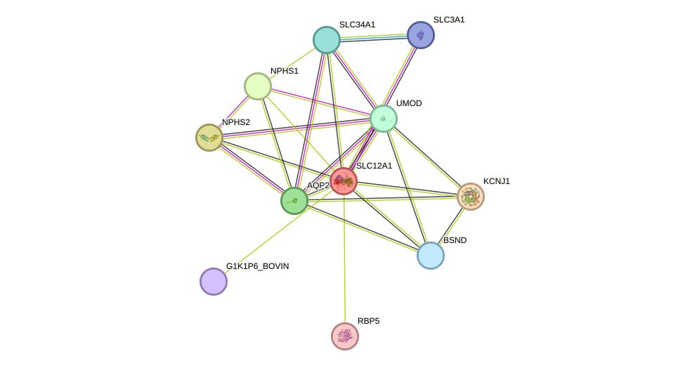 STRING protein interaction network