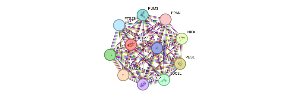 STRING protein interaction network