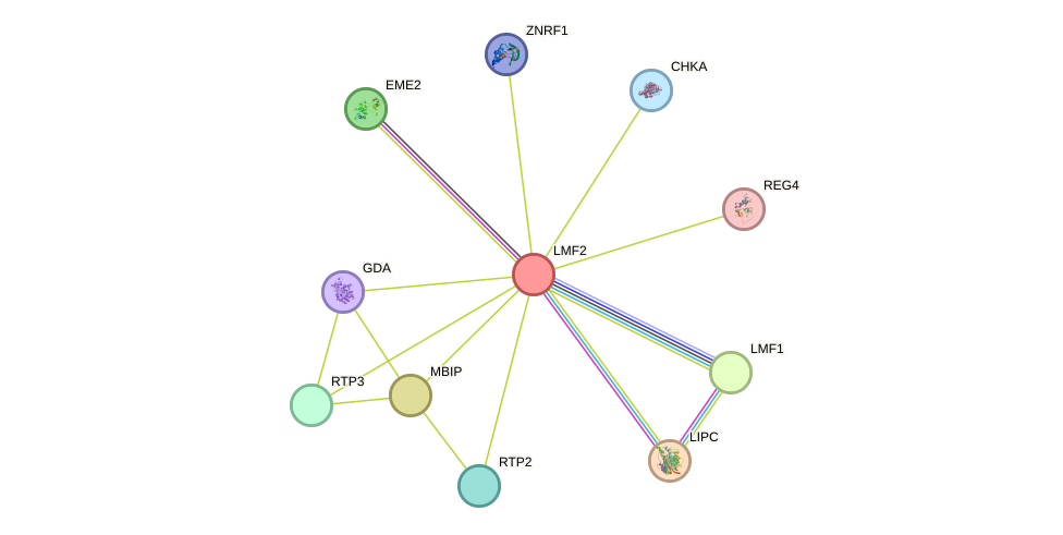 STRING protein interaction network