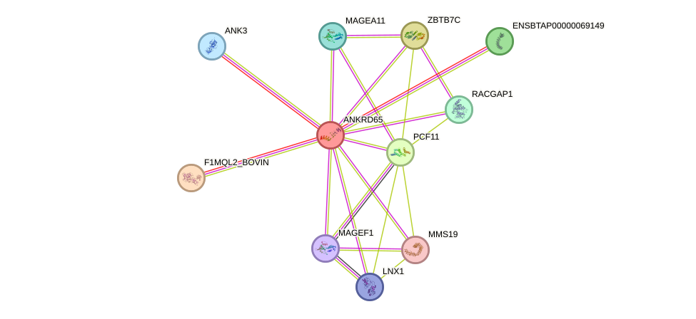 STRING protein interaction network