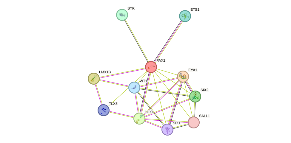 STRING protein interaction network