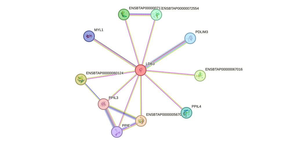 STRING protein interaction network