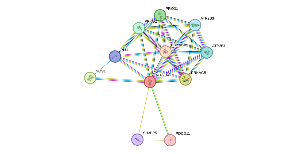 STRING protein interaction network