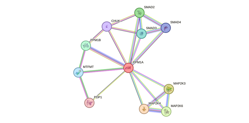 STRING protein interaction network