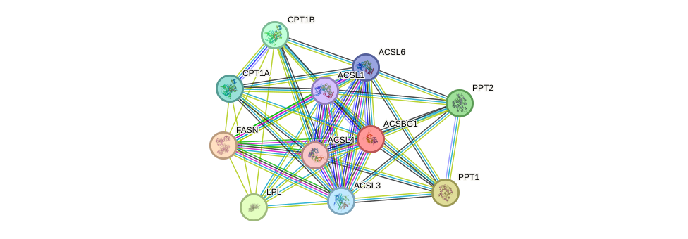 STRING protein interaction network