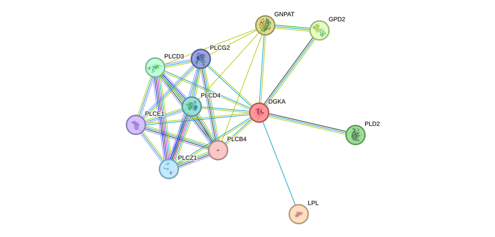 STRING protein interaction network