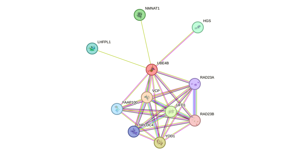 STRING protein interaction network