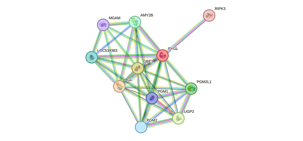 STRING protein interaction network