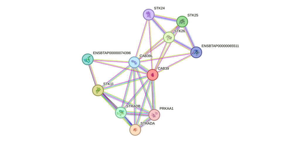 STRING protein interaction network