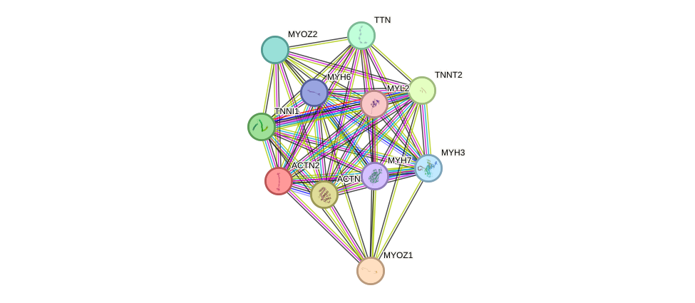 STRING protein interaction network