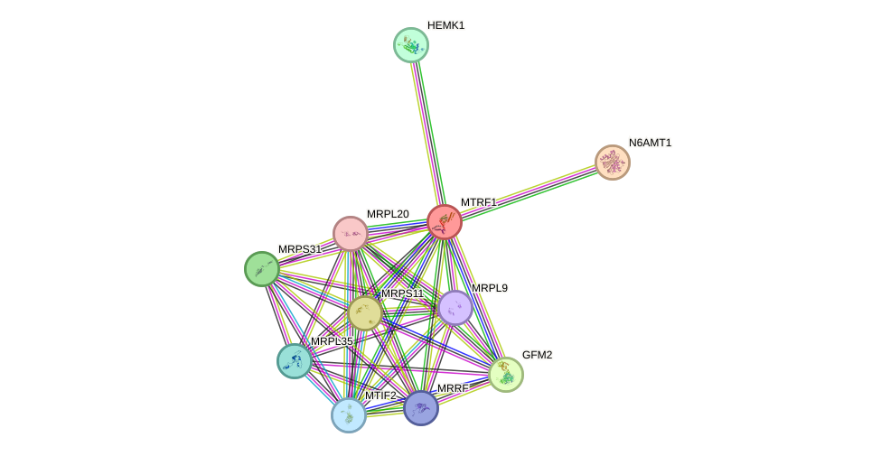 STRING protein interaction network