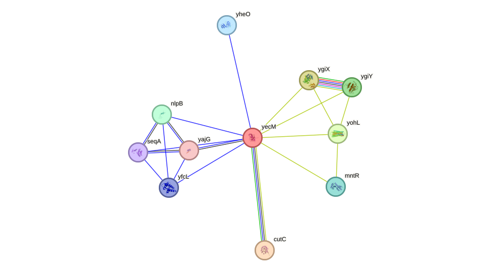 STRING protein interaction network
