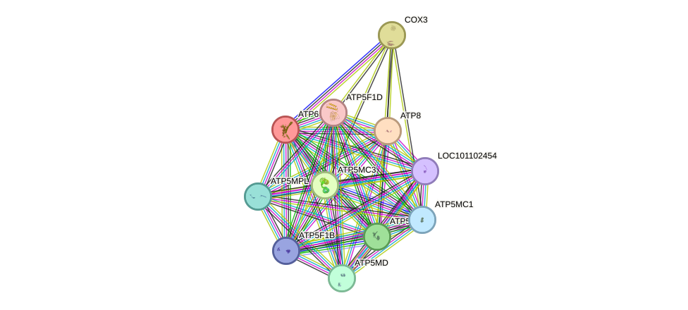 STRING protein interaction network