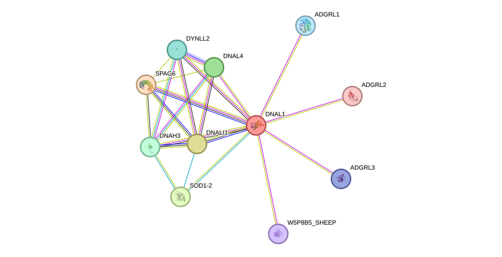 STRING protein interaction network