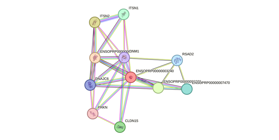 STRING protein interaction network