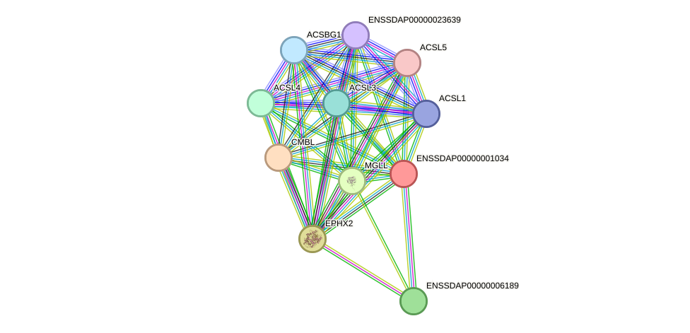 STRING protein interaction network