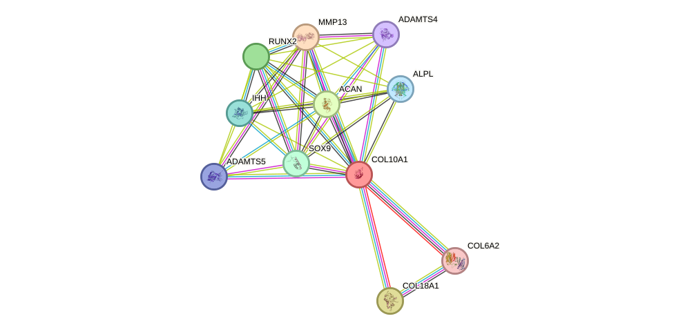 STRING protein interaction network