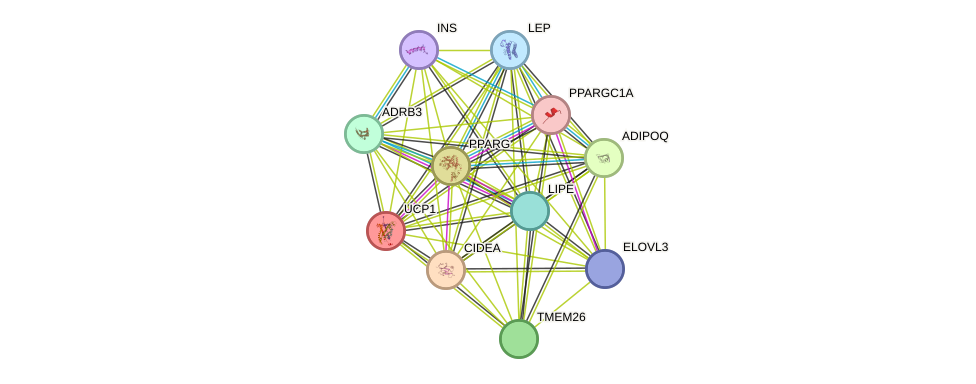 STRING protein interaction network