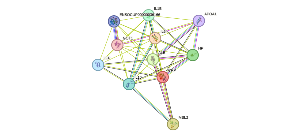 STRING protein interaction network