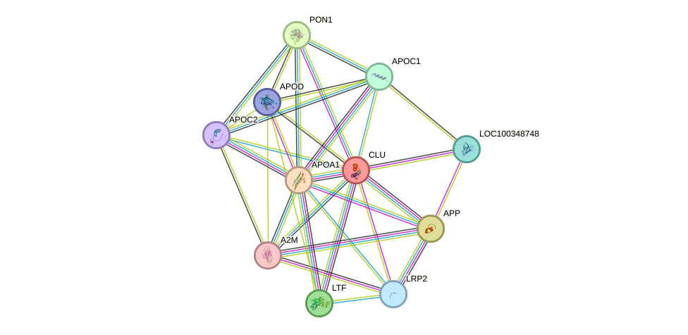 STRING protein interaction network