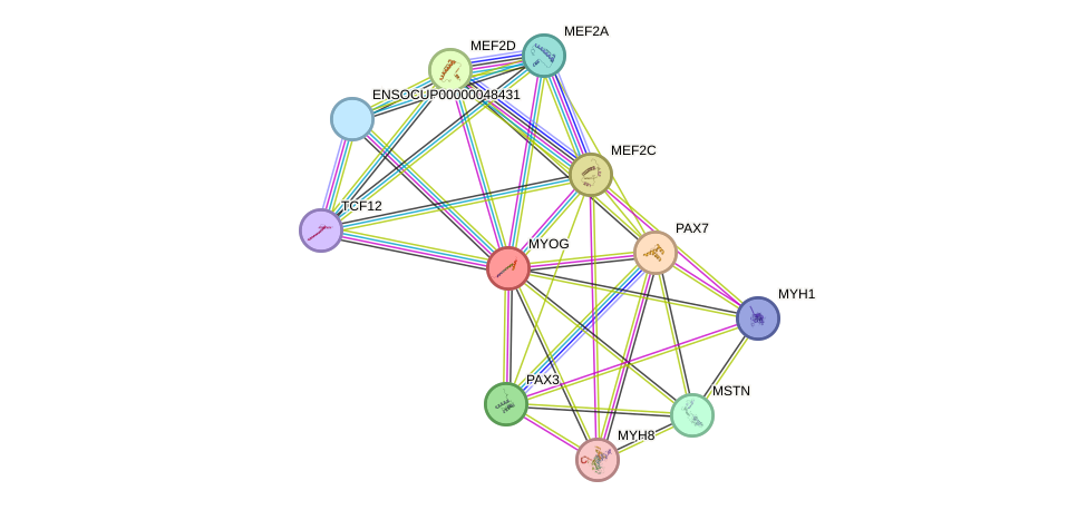 STRING protein interaction network