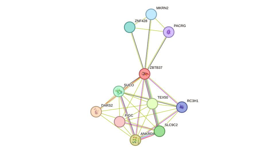 STRING protein interaction network