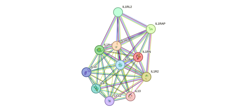 STRING protein interaction network