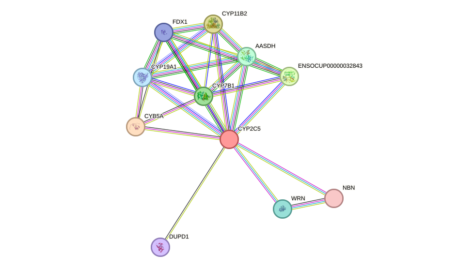 STRING protein interaction network