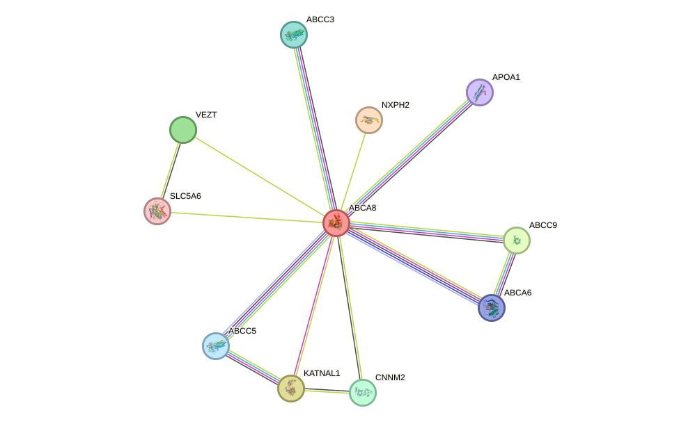 STRING protein interaction network