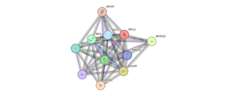 STRING protein interaction network