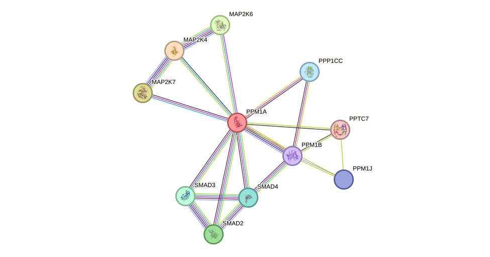 STRING protein interaction network