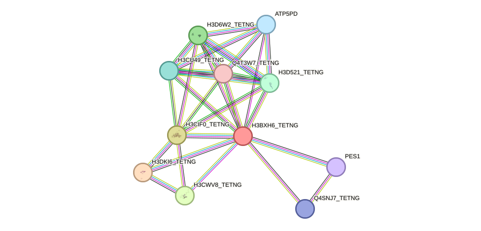 STRING protein interaction network