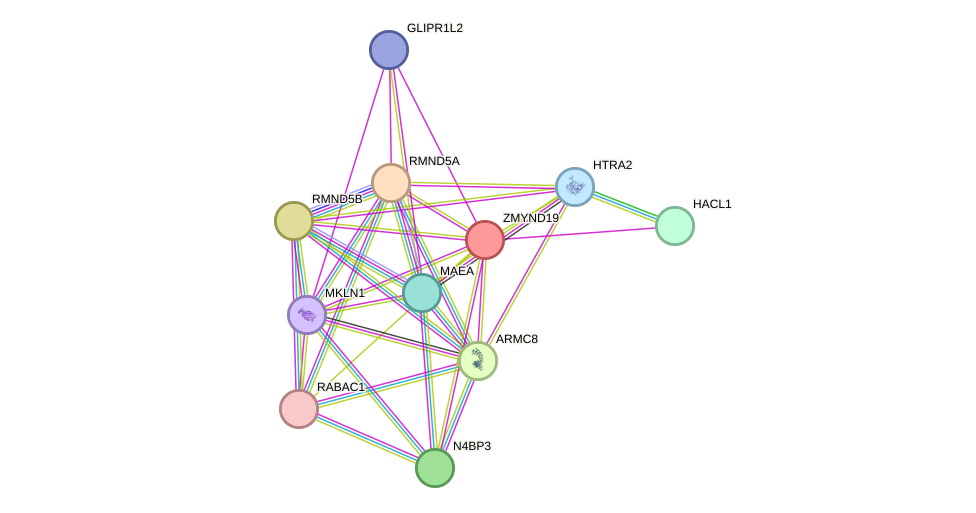 STRING protein interaction network